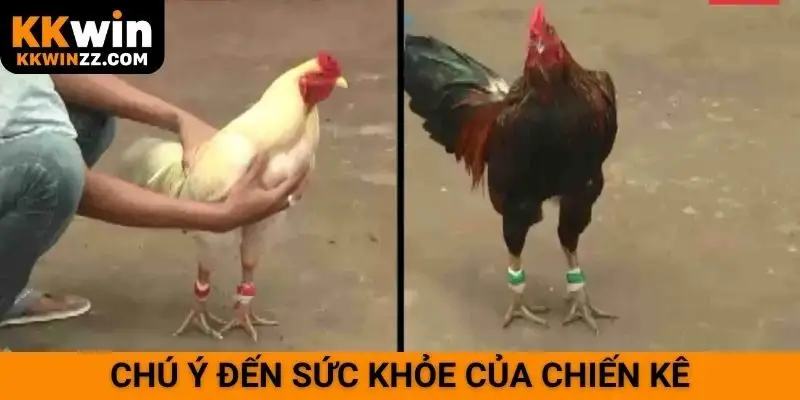 Chú ý đến sức khỏe của chiến kê