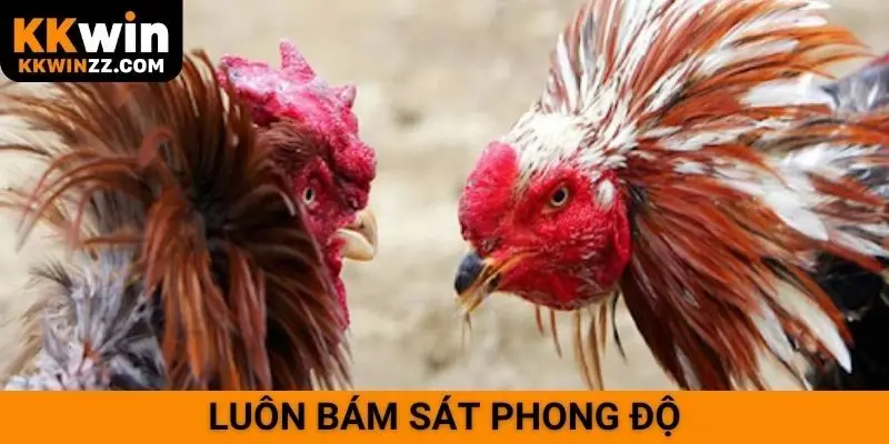 Luôn bám sát phong độ